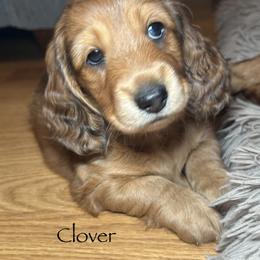 Clover - Red female Dachshund puppy in Madison, North Carolina from Dan River Dachshunds