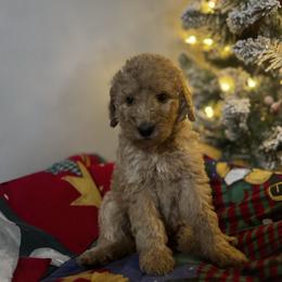 Cinnamon - Apricot female Goldendoodle puppy in Sanford, Florida from Florida Coast Golden Doodles