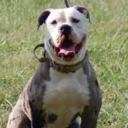 Alapaha Blue Blood Bulldogs from Rebel Soul Kennel