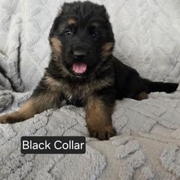 Black Collar - Black and red male German Shepherd puppy in Sumner, Iowa from Vom Wilke Kennels
