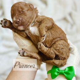 MINI Prancer - Red  male Goldendoodle puppy in Naples, Florida from Paradise Coast Doodles