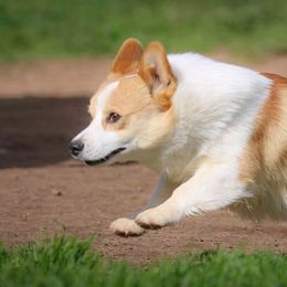 Archie - Pembroke Welsh Corgi