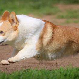 Archie - Pembroke Welsh Corgi