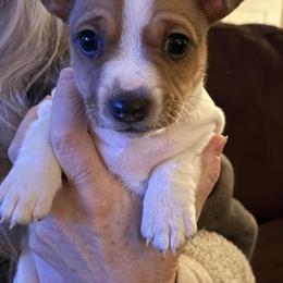 Dax - Sable and white male Teddy Roosevelt Terrier puppy in Twin Falls, Idaho from Margo Lauritsen