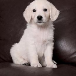 Red collar boy - Light golden male Golden Retriever puppy in Waterford, Pennsylvania from Living on Faiths Golden Retrievers