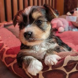 AKC Traditional boy - Blue and gold male Yorkshire Terrier puppy in Greencastle, Indiana from Tiny Tushy Lodge
