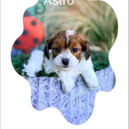 Astro - TOY SIZED - Sable and white male Cockapoo puppy in Pledger, Texas from Sugarbear Cockapoos