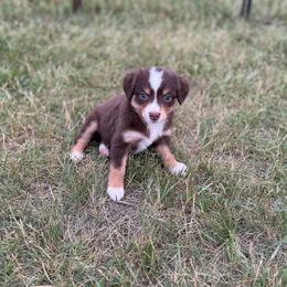 Goldie - Red tri female Miniature Australian Shepherd puppy in Ellendale, North Dakota from Ark Acres Kennels