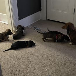 Dachshund Puppies from Cogsworth Cromwell Dachshunds of South West Michigan