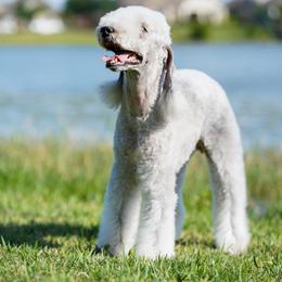 Luna - Bedlington Terrier