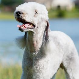 Luna - Bedlington Terrier