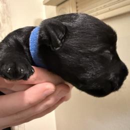 Joey - Black male Scottish Terrier puppy in Oak Harbor, Washington from Nicole's Scottish Terriers