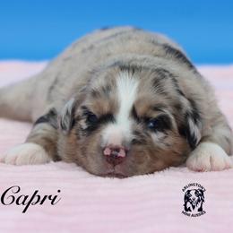 Capri - Blue merle female Miniature Australian Shepherd puppy in Weeki Wachee, Florida from Arlington's Mini Aussies