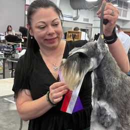 Miniature Schnauzer Puppies from Kani Miniature Schnauzers