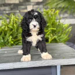 Victoria - Tri-color female Double Doodle puppy in Millersburg, Ohio from T Sanctum