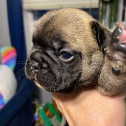 French Bulldog Puppies from Frenchie of New York