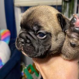 French Bulldog Puppies from Frenchie of New York