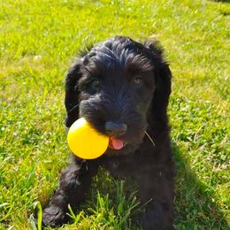 Labradoodle Puppies from 101 Labradoodles