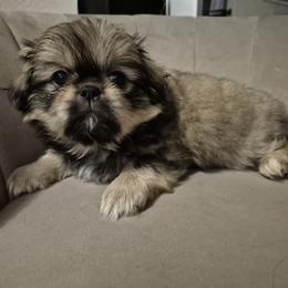 Hippo - Fawn sable male Pekingese puppy in Chehalis, Washington from Megan's Pekingese