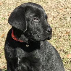 Labrador Retrievers from Boomerang Farm