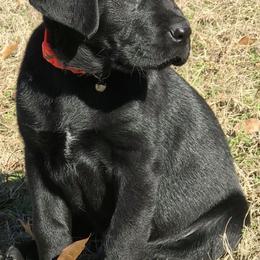 Labrador Retrievers from Boomerang Farm