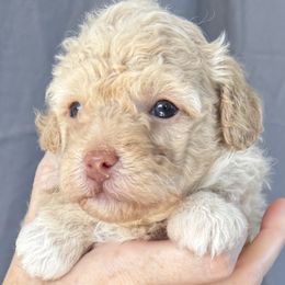 Blossom - Apricot female Poodle puppy in Concord, California from Golden State Good Dogs