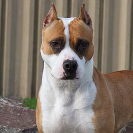 American Pit Bull Terriers from Barajas Family Ranch
