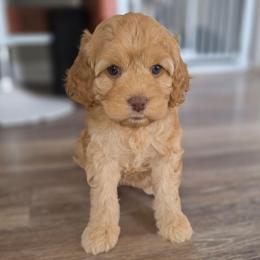 Plaidley - Red female Cockapoo puppy in Indiahoma, Oklahoma from Phamily Doodles