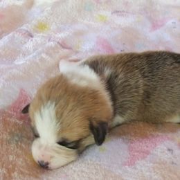 Pembroke Welsh Corgi Puppies from Avalon Farms Pembroke Welsh Corgis