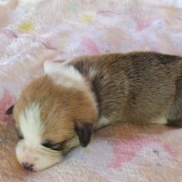 Pembroke Welsh Corgi Puppies from Avalon Farms Pembroke Welsh Corgis