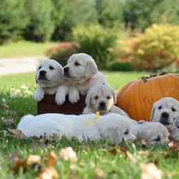 Golden Retrievers from South Branch Goldens