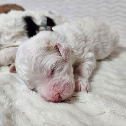 Rosemary - Red female Bernedoodle puppy in Granton, Wisconsin from Rose River Farms