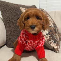 Daisy - Red  female Goldendoodle puppy in Anaheim, California from Cuddle Bear Doodles