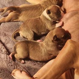 Puppy 2 - Blue fawn female American Pit Bull Terrier puppy in Gambrills, Maryland from Kaotic APBTs