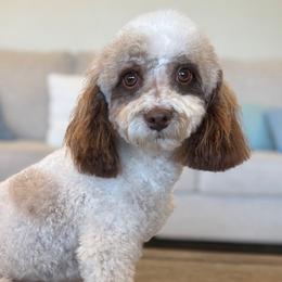Rocky - Poodle
