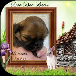 Shih Tzu Puppies from Mtn Top Royal Shih Tzu