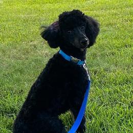 Poodle All Grown Up from Criggle’s Poodles