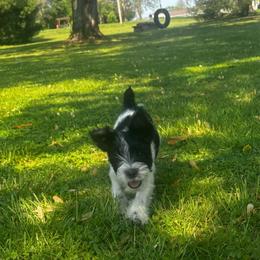 Maybree - Parti female Miniature Schnauzer puppy in Dunlap, Tennessee from Beards of Glory
