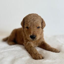 Girl 5 - Apricot female Goldendoodle puppy in Valley Farms, Arizona from Gall’s Doodle Ranch