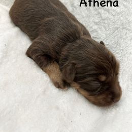Girl 2 - Red tri female Miniature Australian Shepherd puppy in Roseville, California from Golden State Mini Aussies