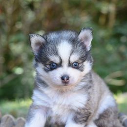 Bluey - Gray and white male Pomsky puppy in Coos Bay, Oregon from Ocean View Pomskies