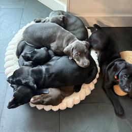 Doberman Pinscher Puppies from Haus of Hound