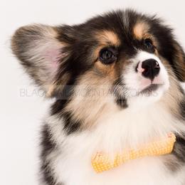 Onyx - Black and tan male Pembroke Welsh Corgi puppy in Santaquin, Utah from Blacktail Mountain Corgis