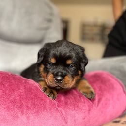 Boy 1 - Black and mahogany Rottweiler puppy in Chesterfield, Virginia from vom Brismore Rottweilers