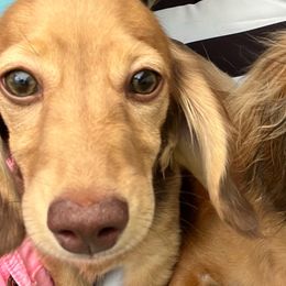 Girl  1 - Sable female Dachshund puppy in Colorado Springs, Colorado, Colorado from Dollhouse Miniature Dachshunds