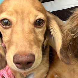 Girl  1 - Sable female Dachshund puppy in Colorado Springs, Colorado, Colorado from Dollhouse Miniature Dachshunds