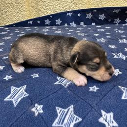 Annie - Salt and pepper female Miniature Schnauzer puppy in Comanche, Texas from Circle R Sidney