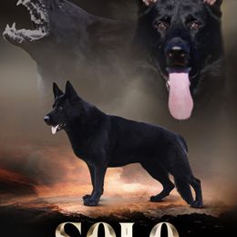 Solo - German Shepherd