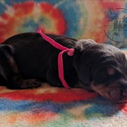 Pink Collar Female - Sapphire X Sage Litter - Black and rust female Doberman Pinscher puppy in Spencer, Indiana from Jackson's Dobermans