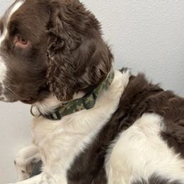 English Springer Spaniels from Prichard Springers